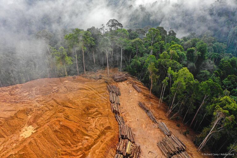 歐洲議會通過「零毀林供應鏈」新法 咖啡、牛肉、巧克力、棕櫚油都要管